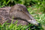 Eider - Somateria mollissima