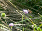 6928 Kommavlinder - Silver-spotted Skipper - Hesperia comma