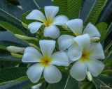 Plumeria or Frangipani Flowers (DTHB059)