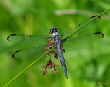 Dragonflies