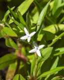 Virginia Buttonweed or Buttonweed (Diodia virginiana) (DSMF0315)
