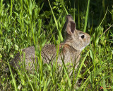 Eastern Cottontail Rabbit DMAM0034