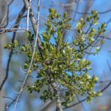 American Mistletoe or Eastern Mistletoe (Phoradendron leucarpum) (DFL0934)