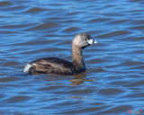 Pied-billed Grebe (Podilymbus podiceps) (DWF0195)