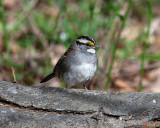 White-throated Sparrow (Zonotrichia albicollis) (DSB0341)