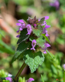 Purple Dead-nettle or Red Dead-nettle (Lamium purpureum) (DFL0959)