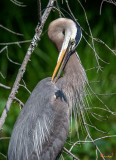 Great Blue Heron Preening (Ardea herodias) (DMSB0159)