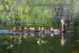 Hooded Merganser and Her Ducklings (Lophodytes cucullatus) (DWF0202)
