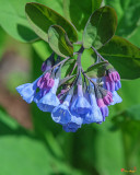 Pink Virginia Bluebells or Virginia Cowslip (Mertensia virginica) (DFL0964)