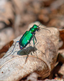 Six-spotted Green Tiger Beetle (Cicindela sexguttata) (DIN0028)