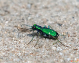 Six-spotted Green Tiger Beetle (Cicindela sexguttata) (DIN0280)