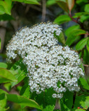 Blackhaw, Smooth Blackhaw, Stagbush or Sweethaw (Viburnum prunifolium) (DFL0970)