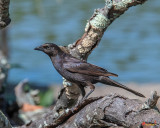 Common Grackle (Quiscalus quiscula) (DSB0346)