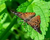 Hackberry Emperor Butterfly (Asterocampa celtis) (DIN0287)