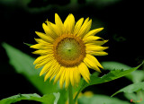 Common Sunflower (Helianthus annuus) (DFL0982)
