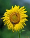 Common Sunflower with Honey Bee and Bumblebee (Helianthus annuus) (DFL0986)