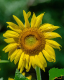 Common Sunflower with an Approaching Bumblebee (Helianthus annuus) (DFL0988)