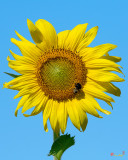 Common Sunflower with Bumblebee (Helianthus annuus) (DFL0990)
