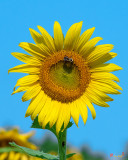 Common Sunflower with Bumblebee (Helianthus annuus) (DFL0991)