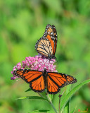 Monarch Butterflies (Danaus plexippus) (DIN0293)