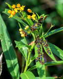 Large Milkweed Bug Adults (Oncopeltus fasciatus) (DIN0305)