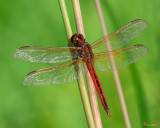 Golden-winged Skimmer Dragonfly (Libellula auripennis) (DIN0309)