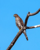 Cooper's Hawk (Accipiter cooperii) (DRB0266)