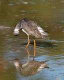 Lesser Yellowlegs Sandpiper (Tringa flavipes) (DMSB0199)