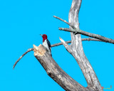 Red-headed Woodpecker (Melanerpes erythrocephalus) (DSB0349)