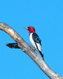 Red-headed Woodpecker (Melanerpes erythrocephalus) (DSB0351)