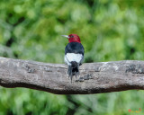 Red-headed Woodpecker (Melanerpes erythrocephalus) (DSB0352)