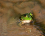 American Bullfrog (Lithobates catesbeianus) (DAR043)