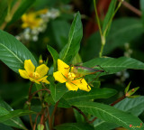 Black-legged Meadow Katydid (Orchelimum nigripes) (DIN0315)