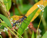 Thread-waisted Wasp (Eremnophila aureonotata) (DIN0318)