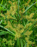 False Nutsedge or Straw-colored Flatsedge (Cyperus strigosus) (DFL1047)