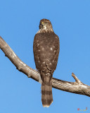 Cooper's Hawk (Accipiter cooperii) (DRB0268)