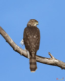 Coopers Hawk (Accipiter cooperii) (DRB0271)