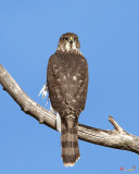 Cooper's Hawk (Accipiter cooperii) (DRB0272)