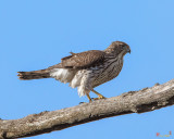Cooper's Hawk (Accipiter cooperii) (DRB0273)