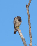 Cooper's Hawk Preening (Accipiter cooperii) (DRB0275)