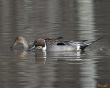 Male and Female Northern Pintails (Anas acuta) (DWF0217)