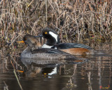 Hooded Merganser Pair (Lophodytes cucullatus) (DWF0230)