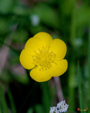 Common Buttercup (DSPF0035)