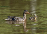 Family of Mallard Ducks (Anas platyrynchos) (DWF0242)