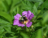 Swamp Rose and Bumble Bee (Rosa palustris) (DFL1081)