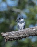 Male Belted Kingfisher (Megaceryle alcyon) (DSB0379)