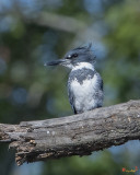Male Belted Kingfisher (Megaceryle alcyon) (DSB0380)