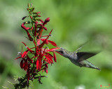 Ruby-throated Hummingbird (Archilochus colubris) (DSB0382)