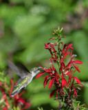 Cardinal Flower or Cardinal Lobelia (Lobelia cardinalis) (DFL1087)