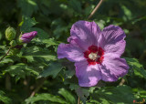 Rose of Sharon (Hibiscus syriacus) (DFL1089)